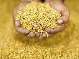 Food Grain