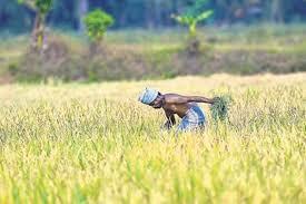 PM-KISAN
