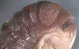 Troglomycestwitteri