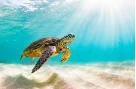 World Turtle Day