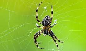 Spider Species