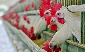 Bird Flu