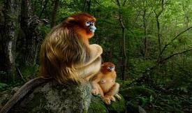 Marsel van Oosten