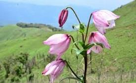 Lily