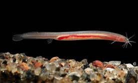 New Species of Eel