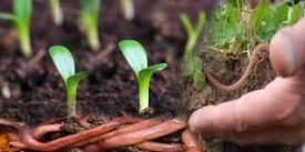 Agriculture