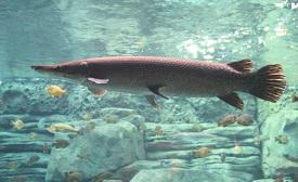 Fish