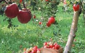 Apple Crop