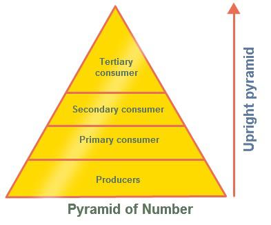 Upright Pyramid