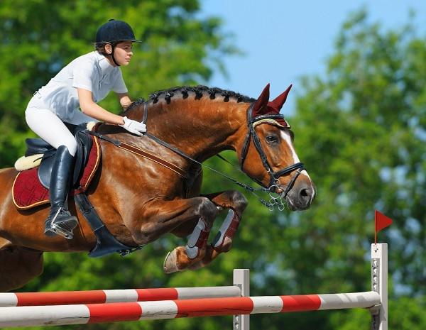 Dressage