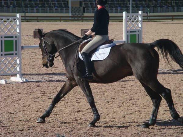 Without Stirrups
