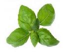 Basil