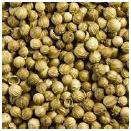 Coriander