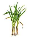 Lemon Grass