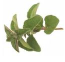 Oregano/Pizza Herb