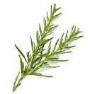 Rosemary