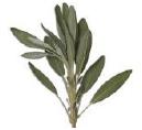Sage