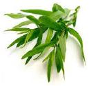 Tarragon
