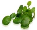 Water Cress