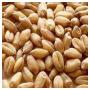 Wheat