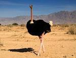 Common Ostrich