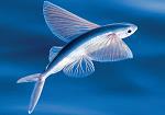 Flying Fish