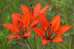 Land of Lilies