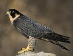 Peregrine Falcon
