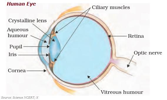 Eye