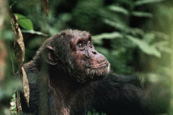 chimpanzees