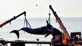 Purse Seine Nets