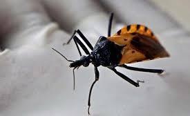 Insect Museum
