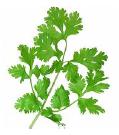 Cilantro