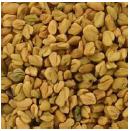 Fenugreek