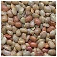 Horse Grams
