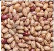 Pinto Beans