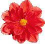 flower image 20