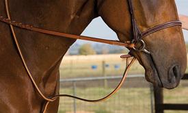 Polo Martingale
